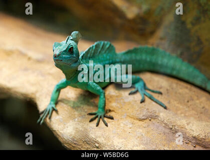 cute little green lizard from Budapest found in terrarium Stock Photo