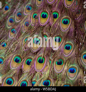 Close up edge to edge photo of a peacock feathers, that creates bright and colorful natural background Stock Photo
