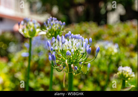 Blue purple color blossom triteleia or lily buds, closeup view, sunny spring day, California US of America Stock Photo