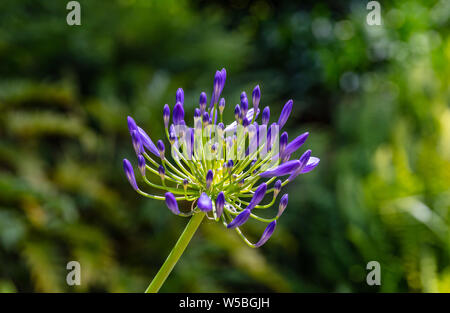 Blue purple color blossom triteleia or lily buds, closeup view, sunny spring day, California US of America Stock Photo