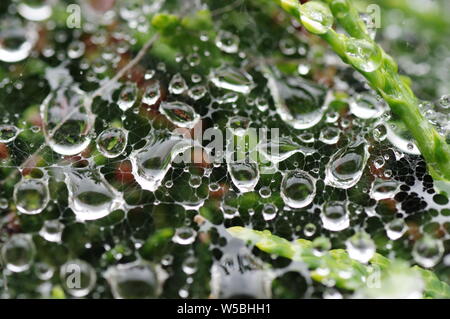 Drops of rain that hung on the spiderweb after rain in the garden. Stock Photo