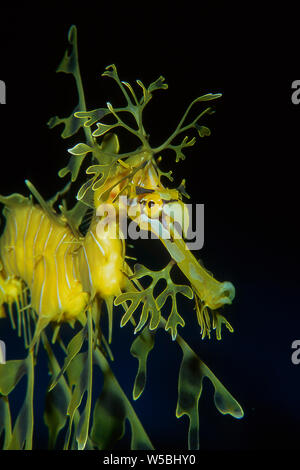 Leafy sea dragon, Phycodurus eques Stock Photo