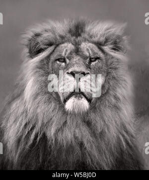 Head portrait of a male Lion in black and white Stock Photo