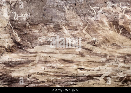 Pine tree trunk without bark texture; Mountain pine beetle tracks visible on the surface Stock Photo