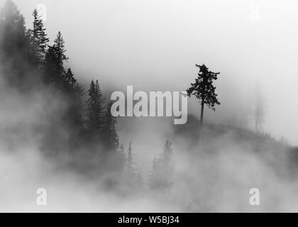 Trees in the Mist on a mountainside in British Columbia Canada with one lone tree away from the group Stock Photo