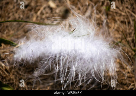 White fluffy swan feather on hay. White bird fluff for the production of pillows. Stock Photo
