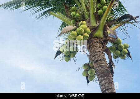 coconut tree and coconut fruits hanging on tree view from under Stock Photo