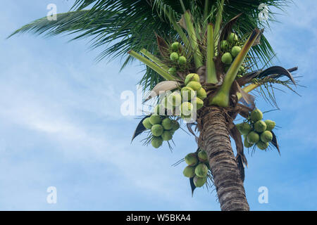 coconut tree and coconut fruits hanging on tree view from under Stock Photo