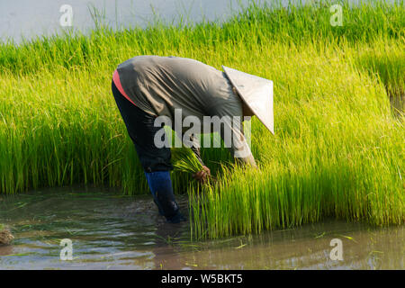 Asia farmers are withdrawn seedlings of rice. planting of the rice season be prepared for planting. Stock Photo