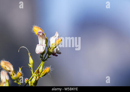 Close up of Yawning Penstemon (Keckiella breviflora) wildflowers blooming in Yosemite National Park, Sierra Nevada mountains, California Stock Photo