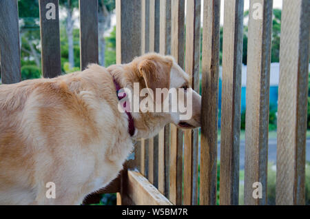 A cross breed Golden Labrador Border Collie stands and stares with its nose between balcony fence palings intently watching Stock Photo