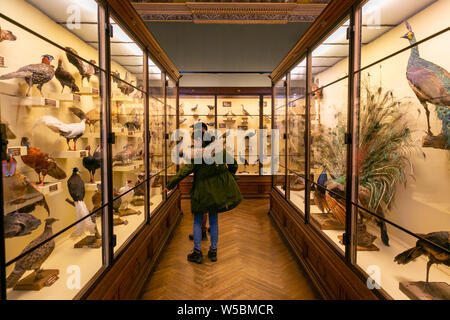 Interior view of The Natural History Museum Vienna which is a large and the most important natural history museums worldwide located in Vienna,Austria Stock Photo