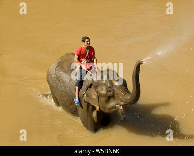 A Happy Young Thai Man called a Mahout (an Elephant Handler) on the Back of an Elephant in the River in Chiang Mai in Thailand which is a Tourist Dest Stock Photo