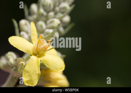 Pracht- Königskerze (Verbascum speciosum), Syn. Verbascum coeruleum, Verbascum hyoserifolium, Verbascum hyoseridifolium, Verbascum integrifolium, Verb Stock Photo