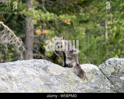 Adult mother red fox, Vulpes vulpes, near her den at Leigh Lake, Grand Teton National Park, Wyoming, USA. Stock Photo