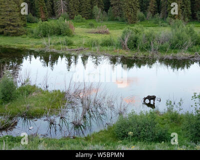 Adult bull Moose, Alces alces, foraging near Fish Creek at sunset, Teton National Park, Wyoming, USA. Stock Photo