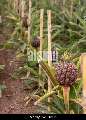 Pineapple plantation in São Miguel, Azores Stock Photo