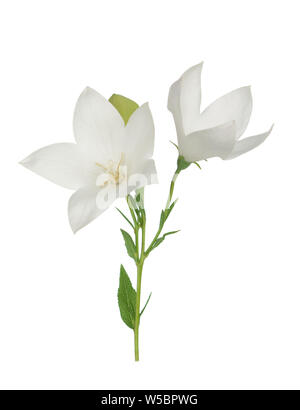 White Platcodon flowers isolated on white Stock Photo