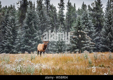 Elks with big horns under heavy snow near Banff National Park, Canada. Stock Photo