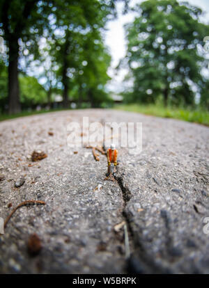 Road construction concept, miniature construction worker with drill hammer on crack in asphalt Stock Photo