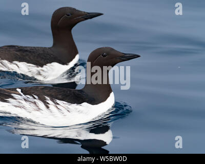 Common Murres, Uria aalge, nesting on Ariy Kamen off Bering Island, Commander Islands, Russia Stock Photo