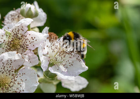 Bumble bee on Blackberry flower. Stock Photo