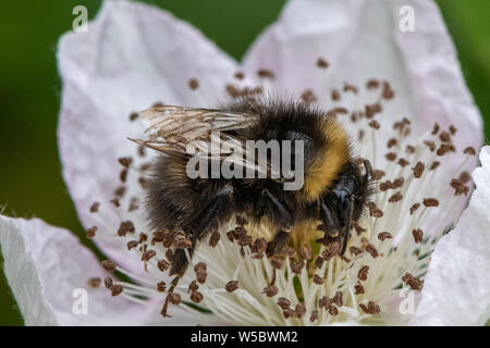 Bumble bee on Blackberry flower. Stock Photo