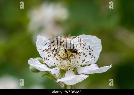 Bee on Blackberry flower. Stock Photo