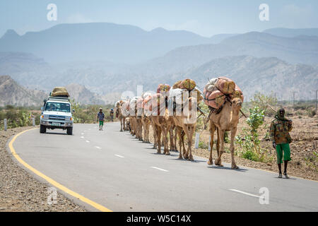 A man leads a line of camels (Camelus) carrying bags of hay on their back travel down road, in Danakil Depression ,  Ethiopia Stock Photo