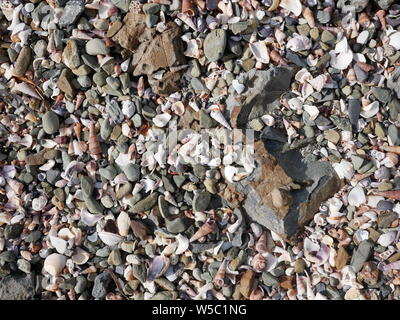 Close up of  gravel and small seashells on a rocky beach Stock Photo