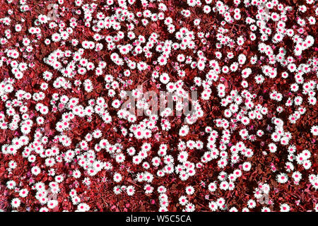 Abstract background image created by artificial colour manipulation of a patch of daises in a lawn with white daisy flowers heads red dots & grass UK