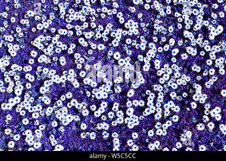 Abstract background image created by artificial colour manipulation of a patch of daises in a lawn with white daisy flowers heads blue dots & grass UK