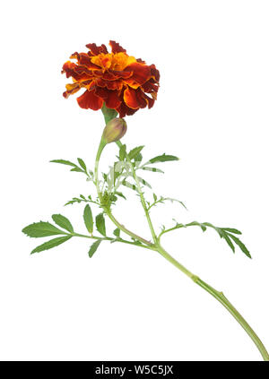 red yellow marigold branch isolated on white background Stock Photo