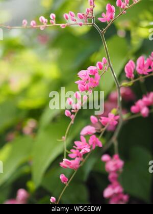 Small pink flowers Antigonon leptopus Hook, Tigon flowers, small ivy, Pink  vine flowers, Mexican creeper, Chain of love, Creeper Flower, Coral vine,  Heart shape, triangle, selective focus, close up 20451997 Stock Photo