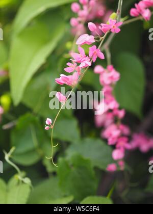 Small pink flowers Antigonon leptopus Hook, Tigon flowers, small ivy, Pink  vine flowers, Mexican creeper, Chain of love, Creeper Flower, Coral vine,  Heart shape, triangle, selective focus, close up 20451997 Stock Photo