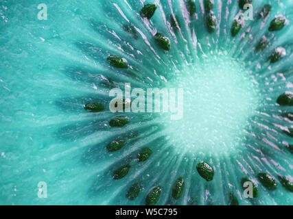 Surreal Pop Art Style of Kiwi Fruit Cross Section in Aqua Blue Color Stock Photo
