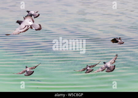 flock of pigeons flying over a huge river Stock Photo