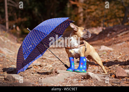 Autumn scene of French Bulldog dog wearing rain boots and