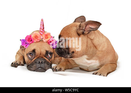 Pair of funny French Bulldog dogs with one dressed up with a flower unicorn horn and the other inspecting the headwear Stock Photo