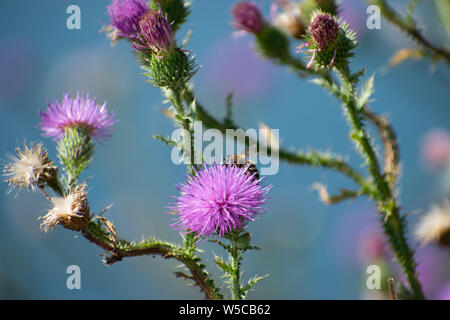 Bee standing on a pink Cirisium vulgare flower - Morii Lake (Lacul Morii), Bucharest, Romania Stock Photo