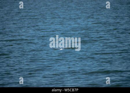 Silver seagull flying over the water of a lake in Bucharest, Romania Stock Photo