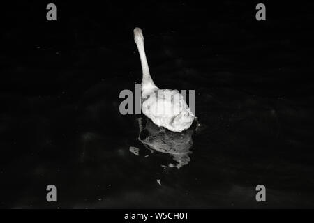 Beautiful swan floating on the water at night, making a misterious reflection - Mangalia Port, Romania Stock Photo