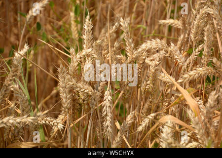 detail of wheat ears, ripe golden wheat ears close-up in late summer in bavaria Stock Photo