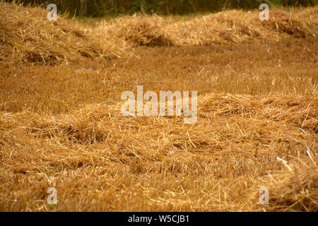 golden shimmering stubble field with dry straw on it as rural idyllic background, straw on a stubble field Stock Photo