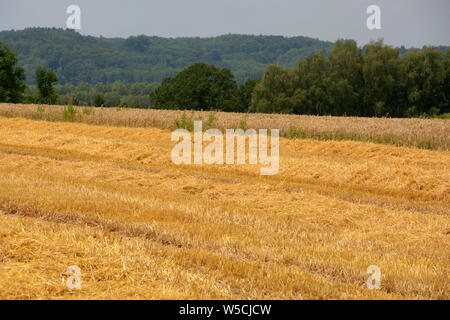 gold straw on a stubble field in front of green woodland, golden shimmering stubble field with dry straw on it as rural idyllic background Stock Photo
