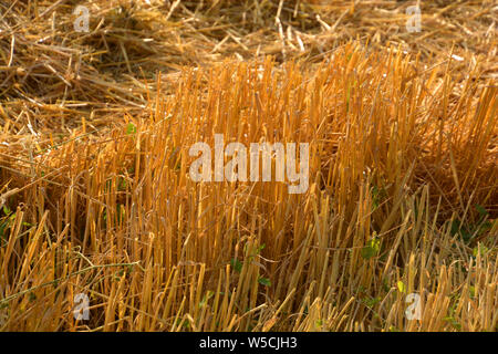 stubblefield close-up with dry and golden stems, golden shimmering stubble field with dry straw on it as rural idyllic background Stock Photo