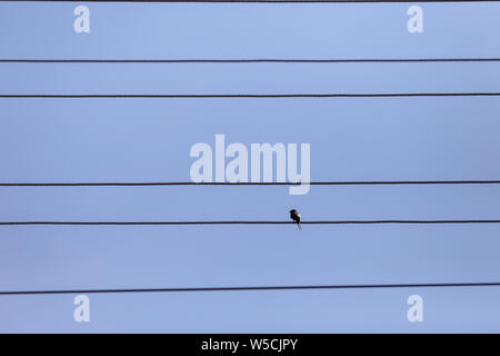 Lonely small bird on power cables Stock Photo