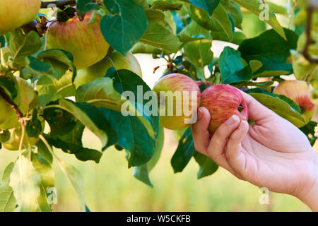 Hand of young woman holding red apple on tree among leaves. Harvesting autumn fruits. Stock Photo