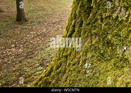 moss on a tree trunk Stock Photo