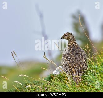 Beautiful Rock ptarmigan, Snow chicken Lagopus mutus. In the cloudy and foggy day. Grintovec, Slovenia, Europe. Standing in the green grass. Stock Photo